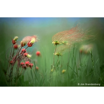 Photo art : the prairie by Jim Brandenburg