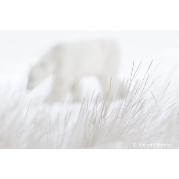 Photo art : Canada by Vincent Munier