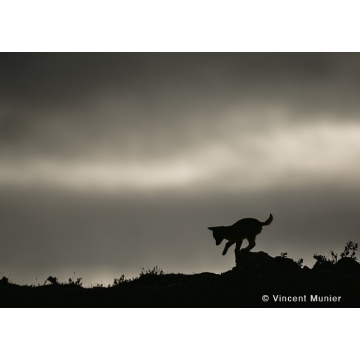 Photo art : Ethiopia by Vincent Munier