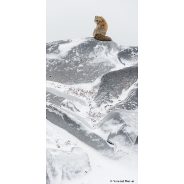 Galerie photo : Solitudes par Vincent Munier