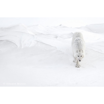 Galerie photo : Ellesmere par Vincent Munier