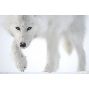 Galerie photo : Livre Arctique par Vincent Munier