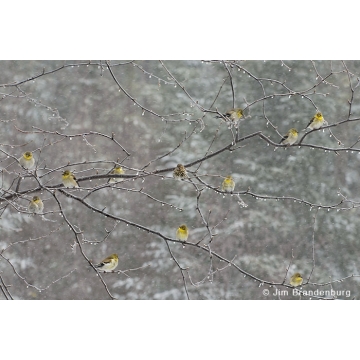 Photo art : Spring Series by Jim Brandenburg