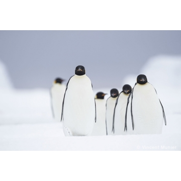 Photo art : Antarctica by Vincent Munier