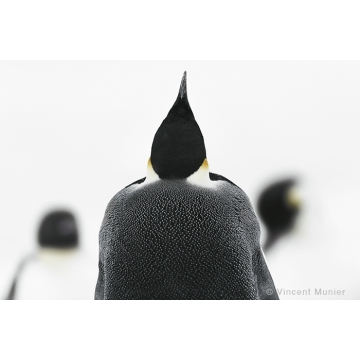 Photo art : Antarctica by Vincent Munier