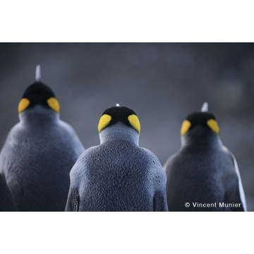 Manchots par Vincent Munier