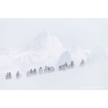 Penguins by Vincent Munier