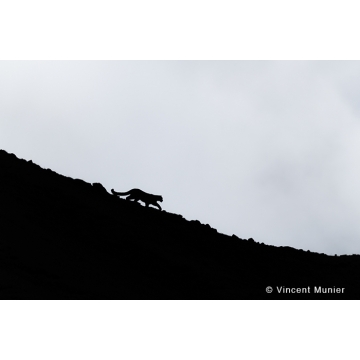 Photo art : Tibet by Vincent Munier