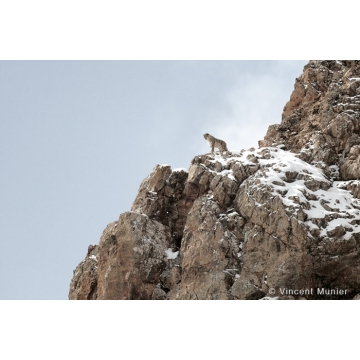 Snow leopard by Vincent Munier