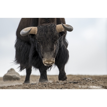 Photo art : wild yacks by Vincent Munier