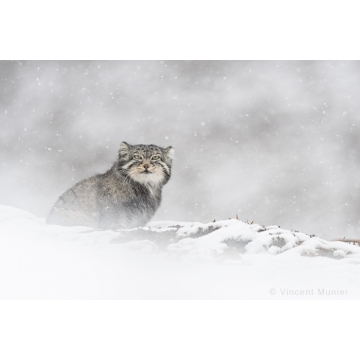 Galerie photo : Chat de Pallas par Vincent Munier