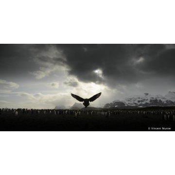 Galerie photo : Géorgie du Sud par Vincent Munier