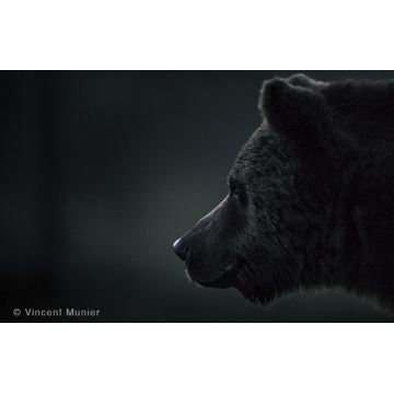 Photo art : Finland by Vincent Munier