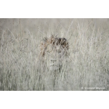 Photo art : Kenya by Vincent Munier