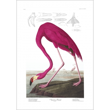 Photo art : Birds of America by J.J. Audubon