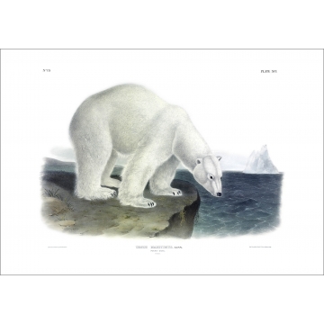 Photo art : Viviparous Quadrupeds of North America by J.J. Audubon