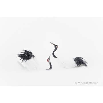 Photo art : Monographie Book Part 1 by Vincent Munier