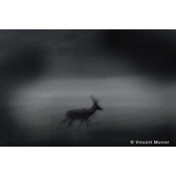 Galerie photo : Cerfs par Vincent Munier