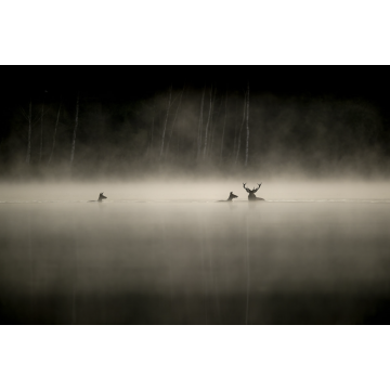 Le Chant des Forêts