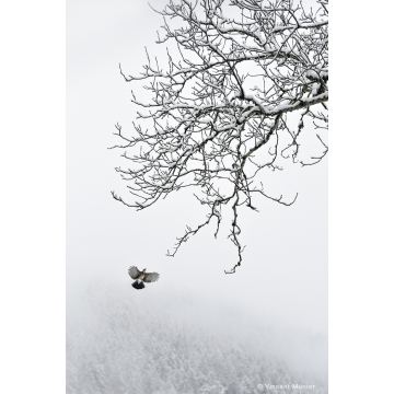 Galerie photo : France par Vincent Munier