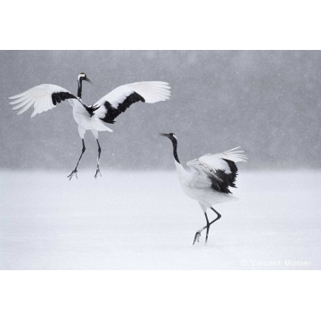 Photo art : Hokkaido, Japan, by Vincent Munier