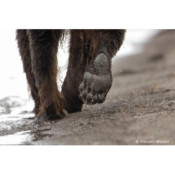 Galerie photo : Kamtchatka par Vincent Munier