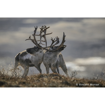 Galerie photo : Norvège par Vincent Munier