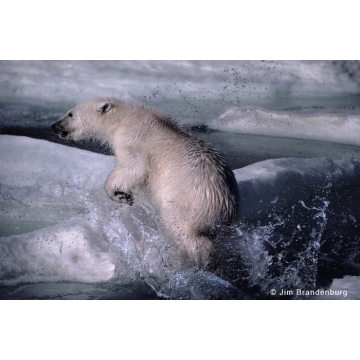 Photo art : bears by Jim Brandenburg