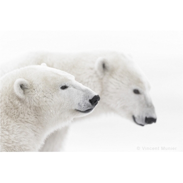 Photo art : bears by Vincent Munier