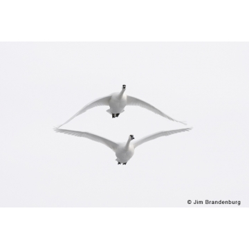 Galerie photo : oiseaux par Jim Brandenburg