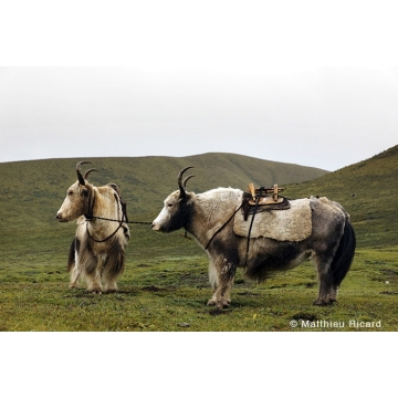 Animals of the Himalayas by Matthieu Ricard