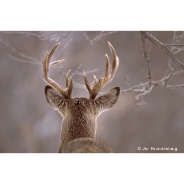 Photo art : Cervidae by Jim Brandenburg