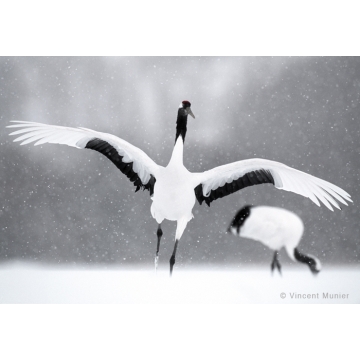 Photo art : Cranes by Vincent Munier