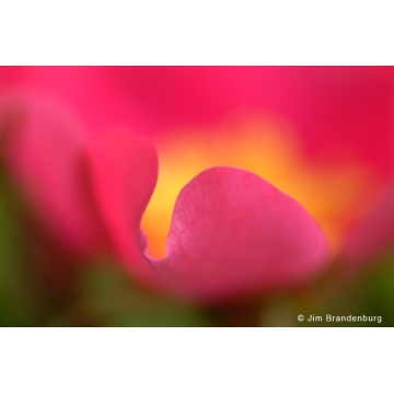 Photo art : Flowers by Jim Brandenburg