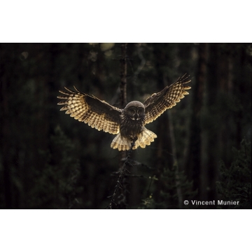 Galerie photo : Chouette lapone par Vincent Munier