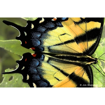 Photo art : Insects and reptiles by Jim Brandenburg