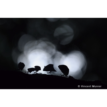 Photo art : Insects and reptiles by Vincent Munier