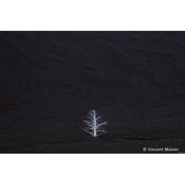 Paysages, milieux naturels, monde végétal par Vincent Munier