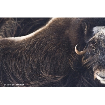 Boeufs musqués par Vincent Munier