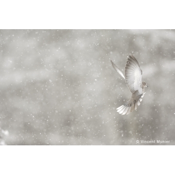 Autres oiseaux par Vincent Munier