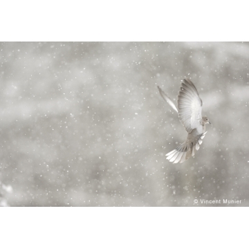 Photo art : Other birds by Vincent Munier