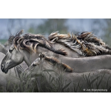 Photo art : Other mammals by Jim Brandenburg