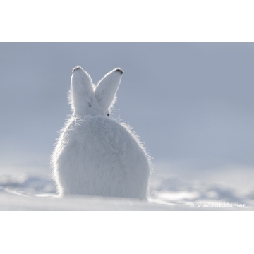 Autres mammifères par Vincent Munier