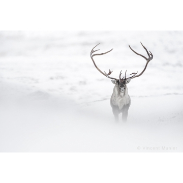 Photo art : Reindeer by Vincent Munier