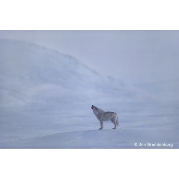 Loups blancs par Jim Brandenburg