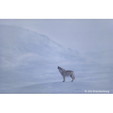 Photo art : White wolves by Jim Brandenburg