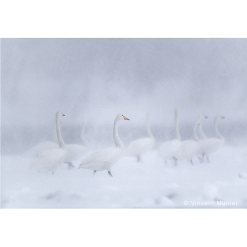 Galerie photo : Cygnes sauvages par Vincent Munier