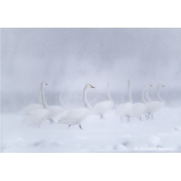 Photo art : Whooper swans by Vincent Munier