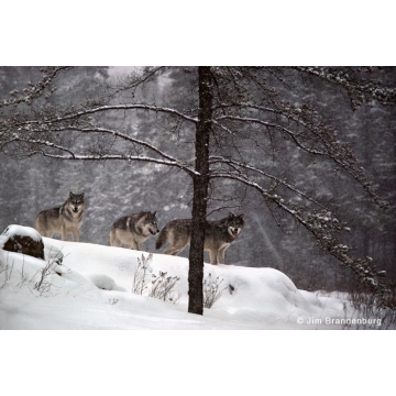 Loups gris par Jim Brandenburg